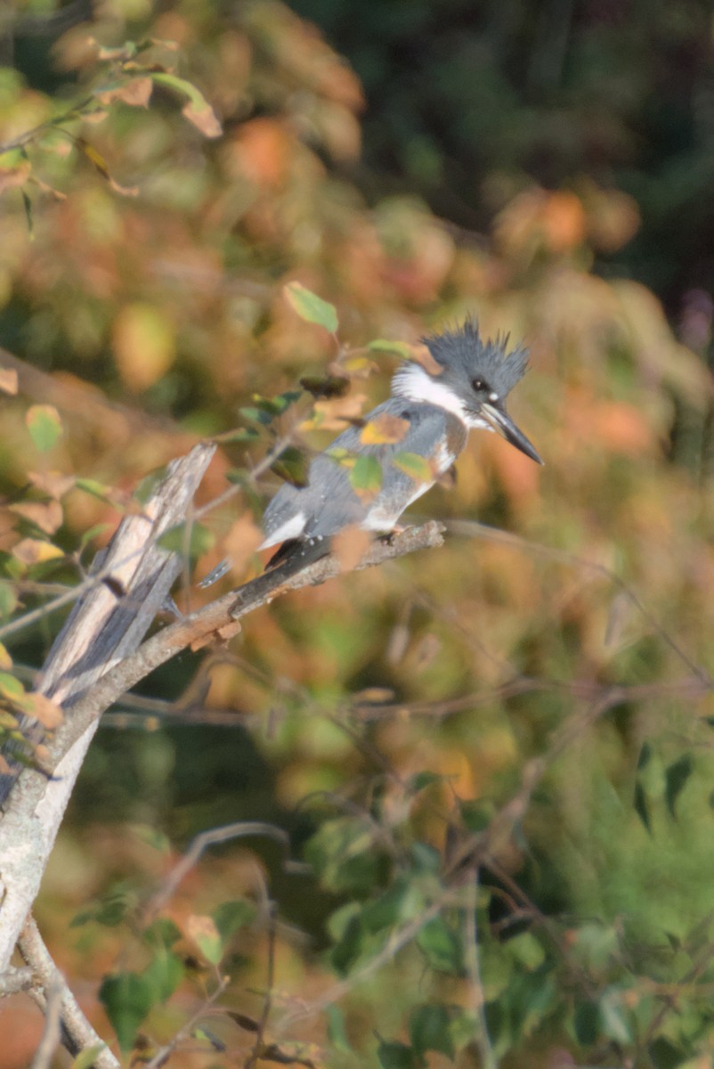 Belted Kingfisher - ML641948024