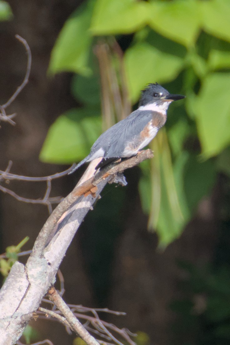 Belted Kingfisher - ML641948025