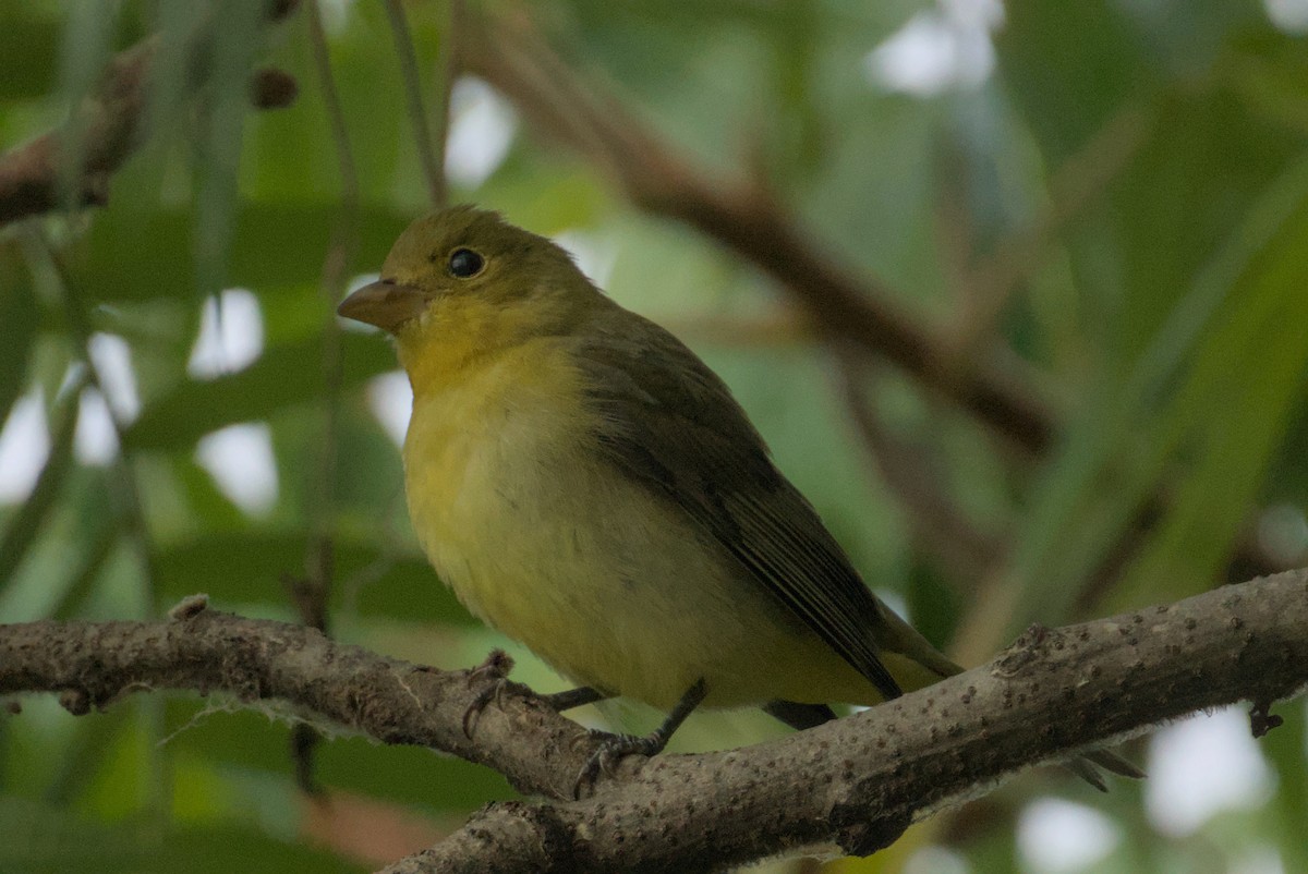 Scarlet Tanager - ML641948034