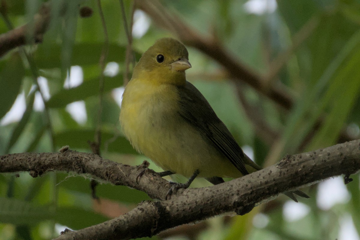 Scarlet Tanager - ML641948035