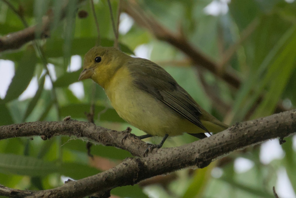 Scarlet Tanager - ML641948036