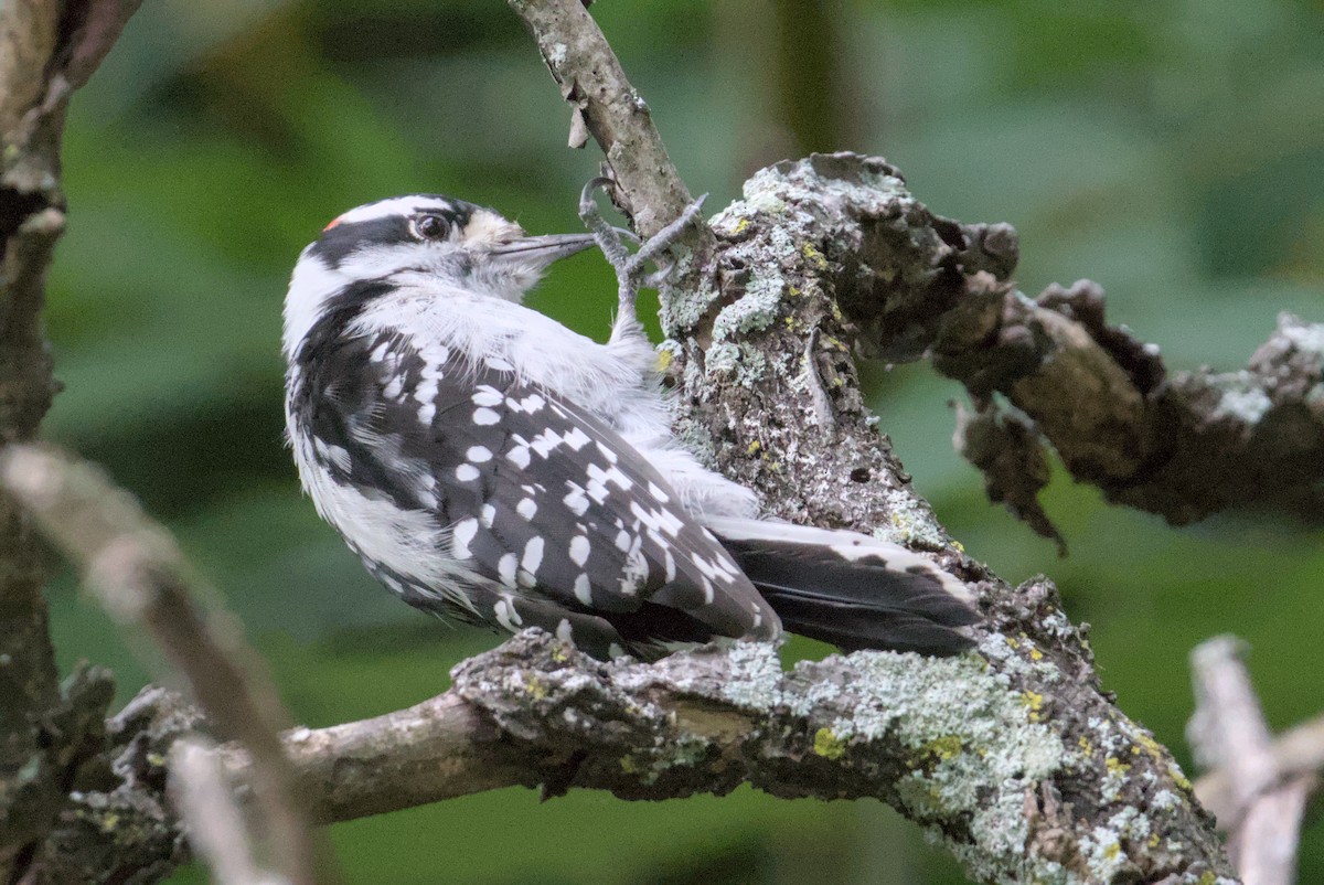 Downy Woodpecker - ML641948039
