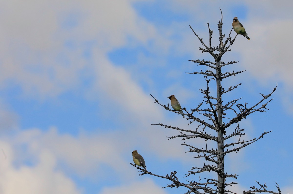 Cedar Waxwing - ML641948040