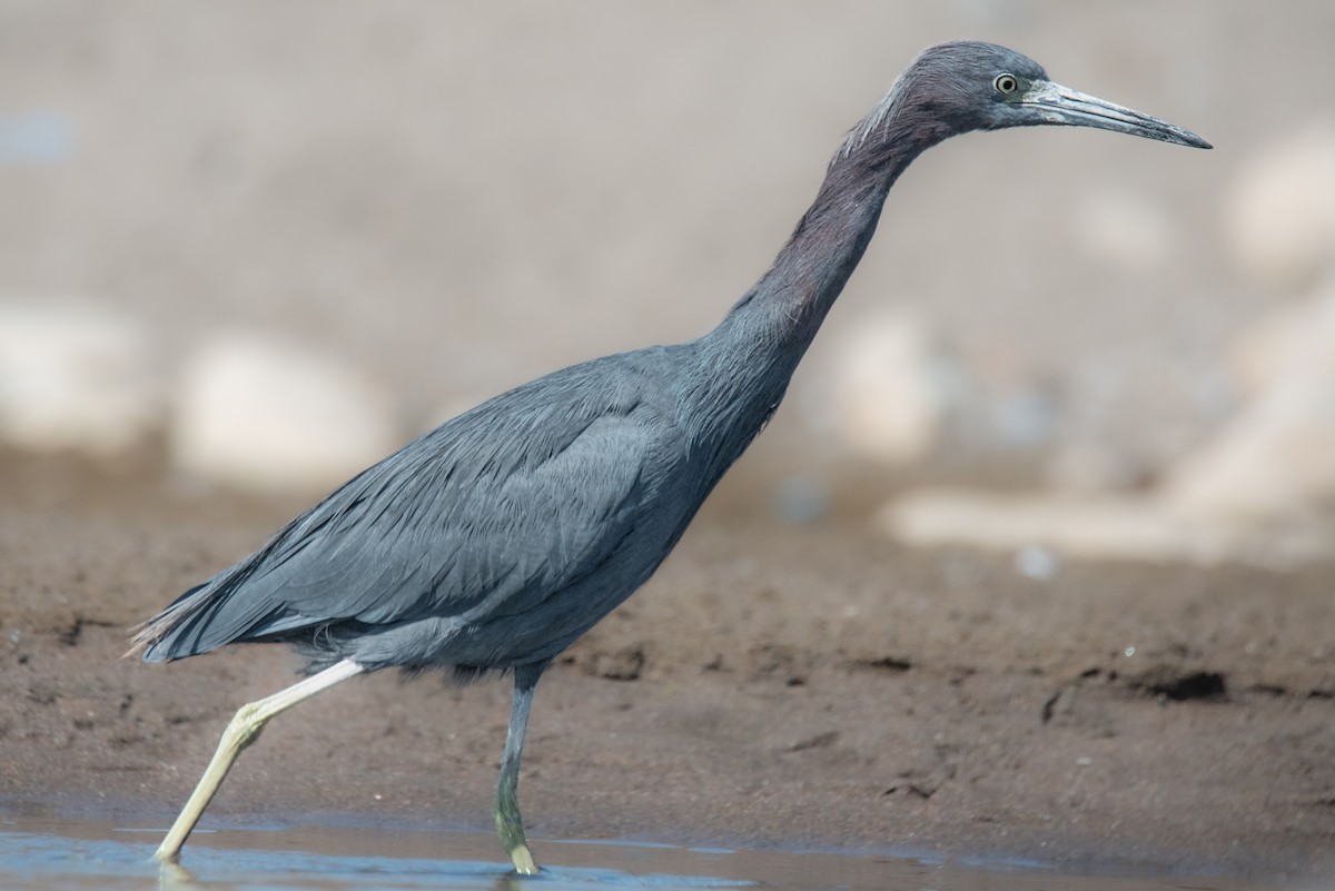 Little Blue Heron - ML641948042