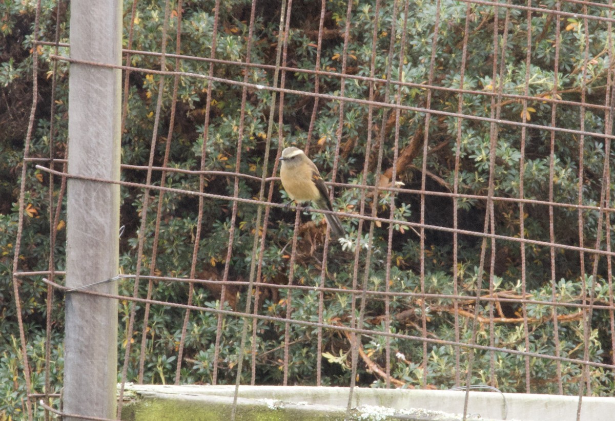 Brown-backed Chat-Tyrant - ML641948044