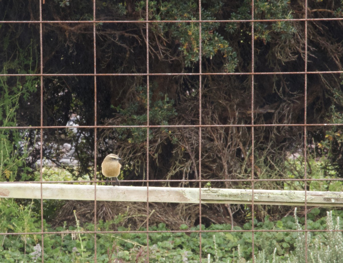 Brown-backed Chat-Tyrant - ML641948045