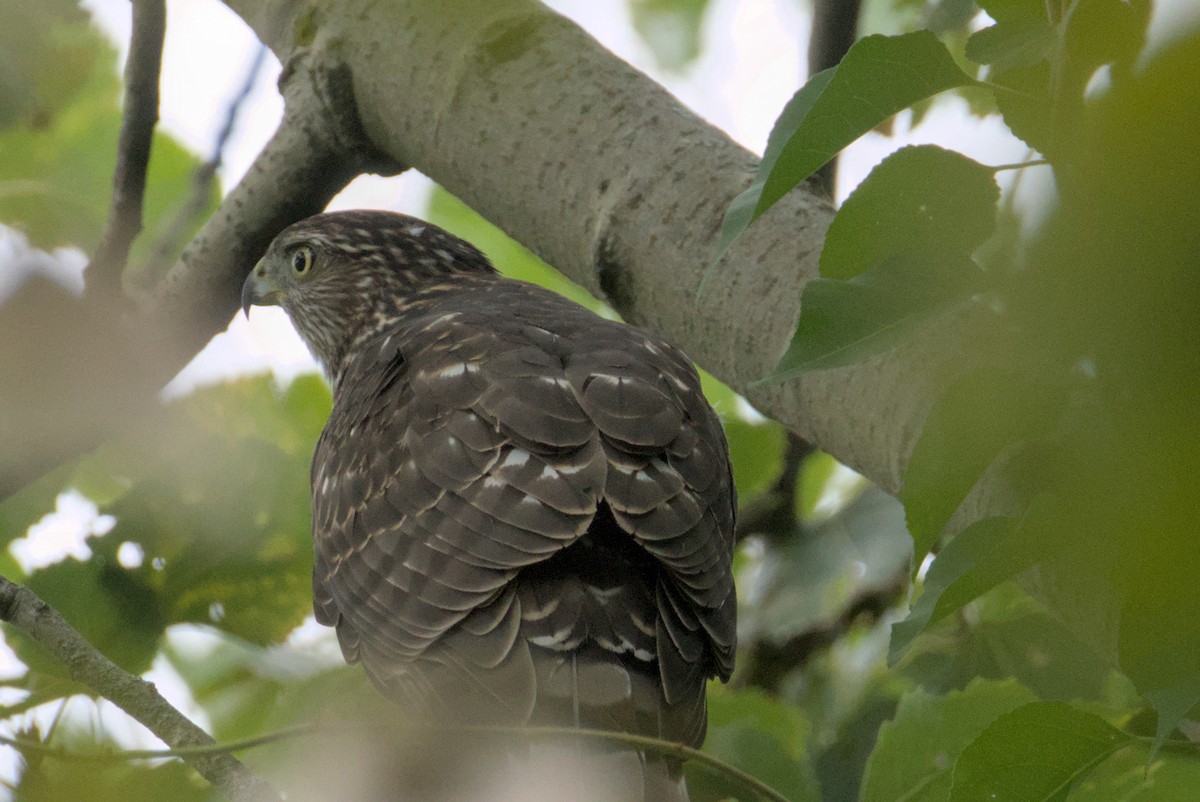 Cooper's Hawk - ML641948046