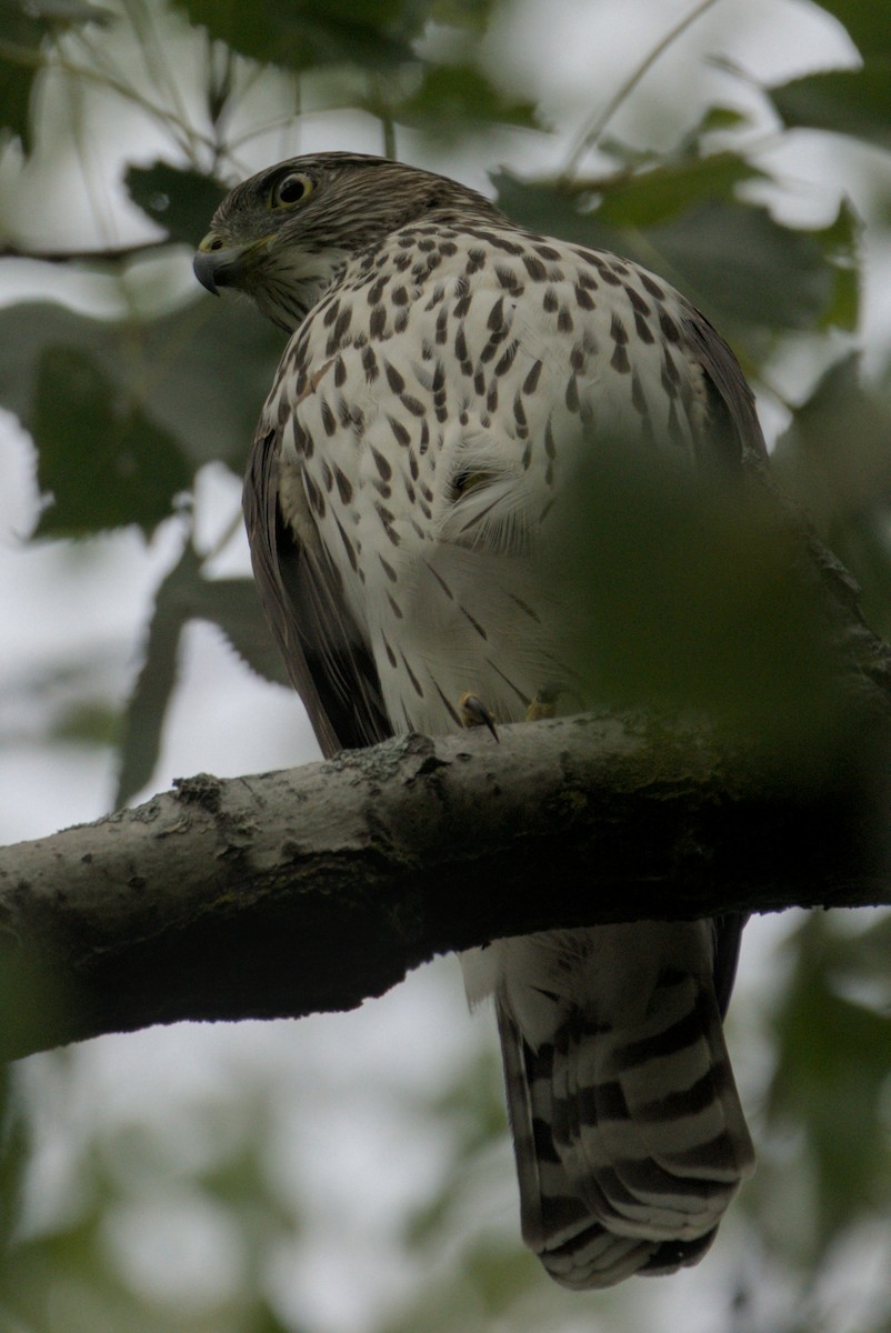 Cooper's Hawk - ML641948047