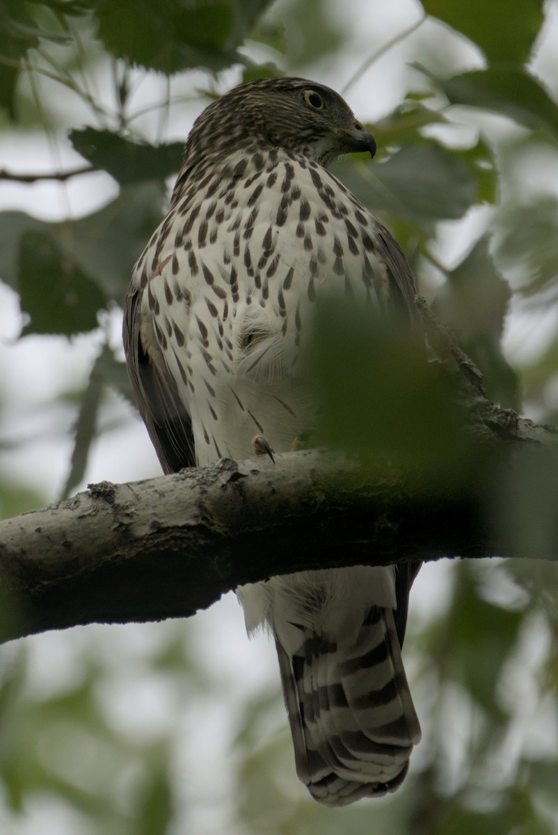 Cooper's Hawk - ML641948048