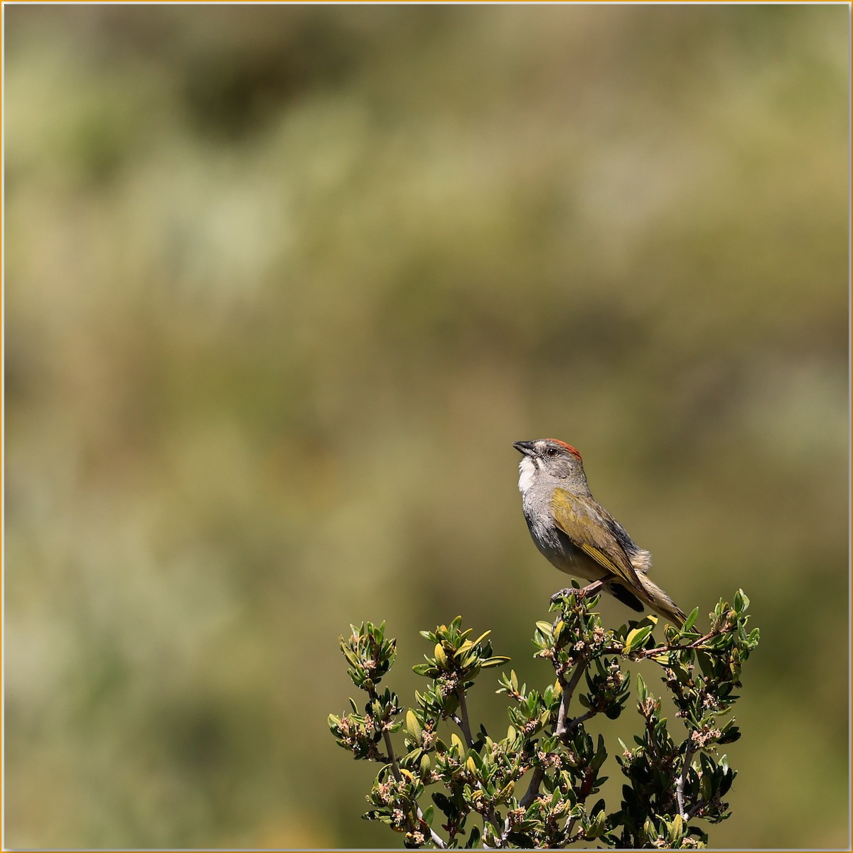 Green-tailed Towhee - ML641948056