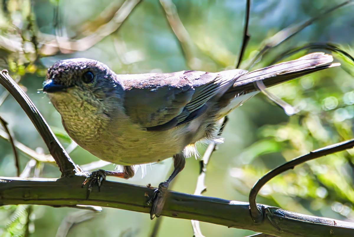 Golden Whistler (Eastern) - ML641948060