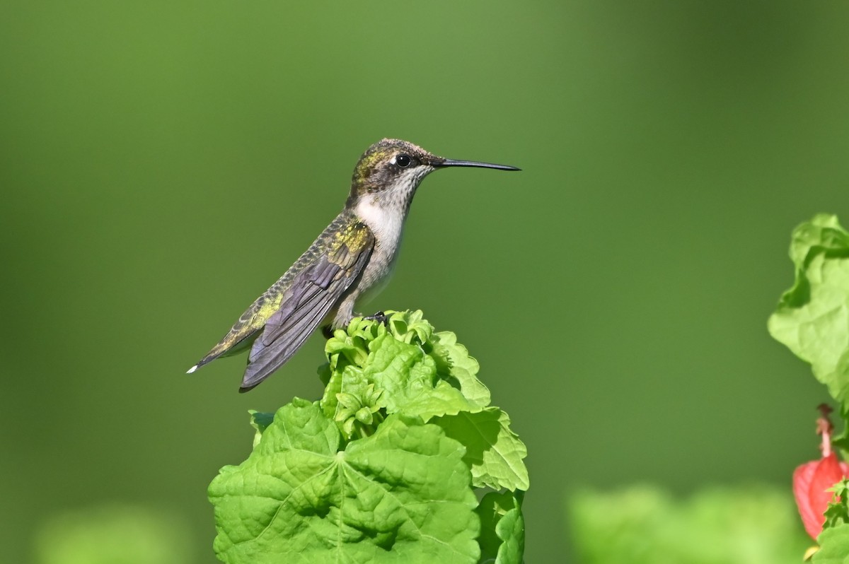 Ruby-throated Hummingbird - ML641948066
