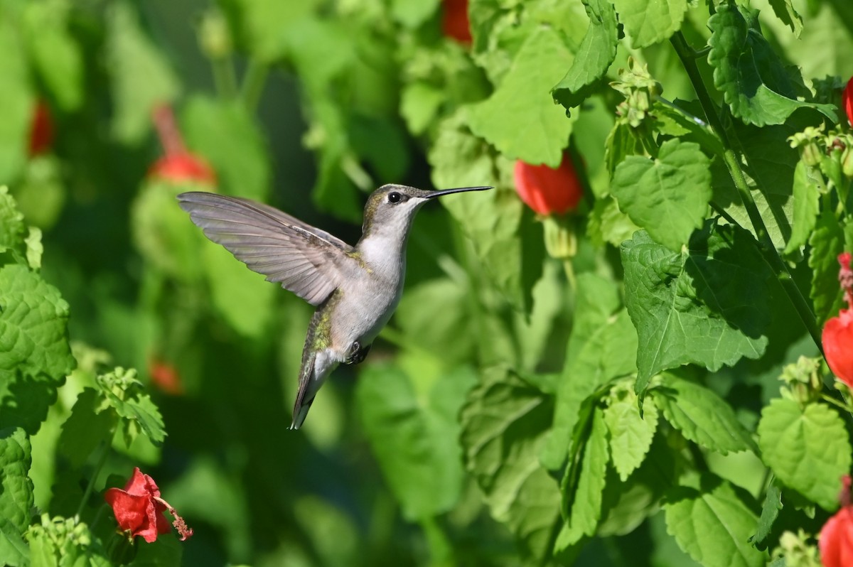 Ruby-throated Hummingbird - ML641948067