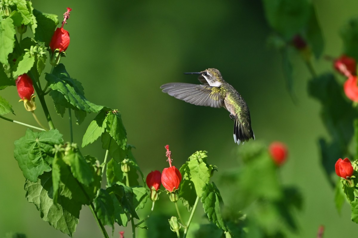 Ruby-throated Hummingbird - ML641948068