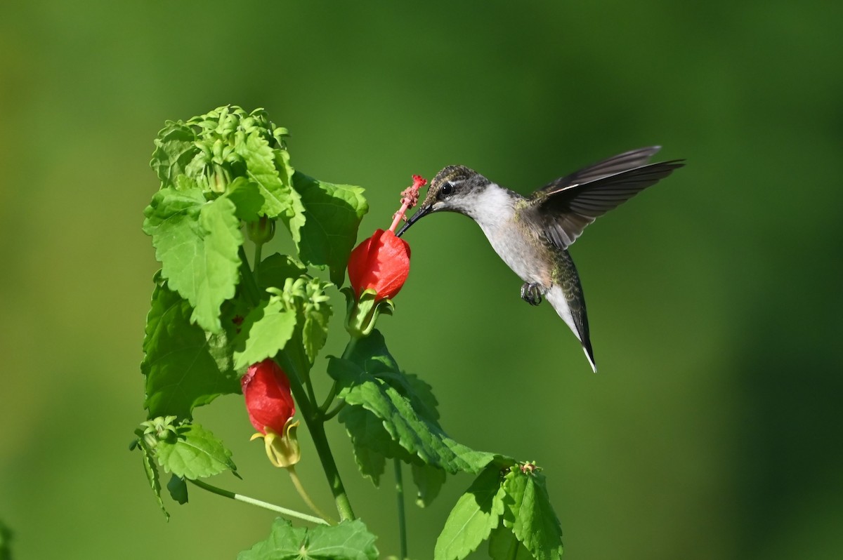 Ruby-throated Hummingbird - ML641948069