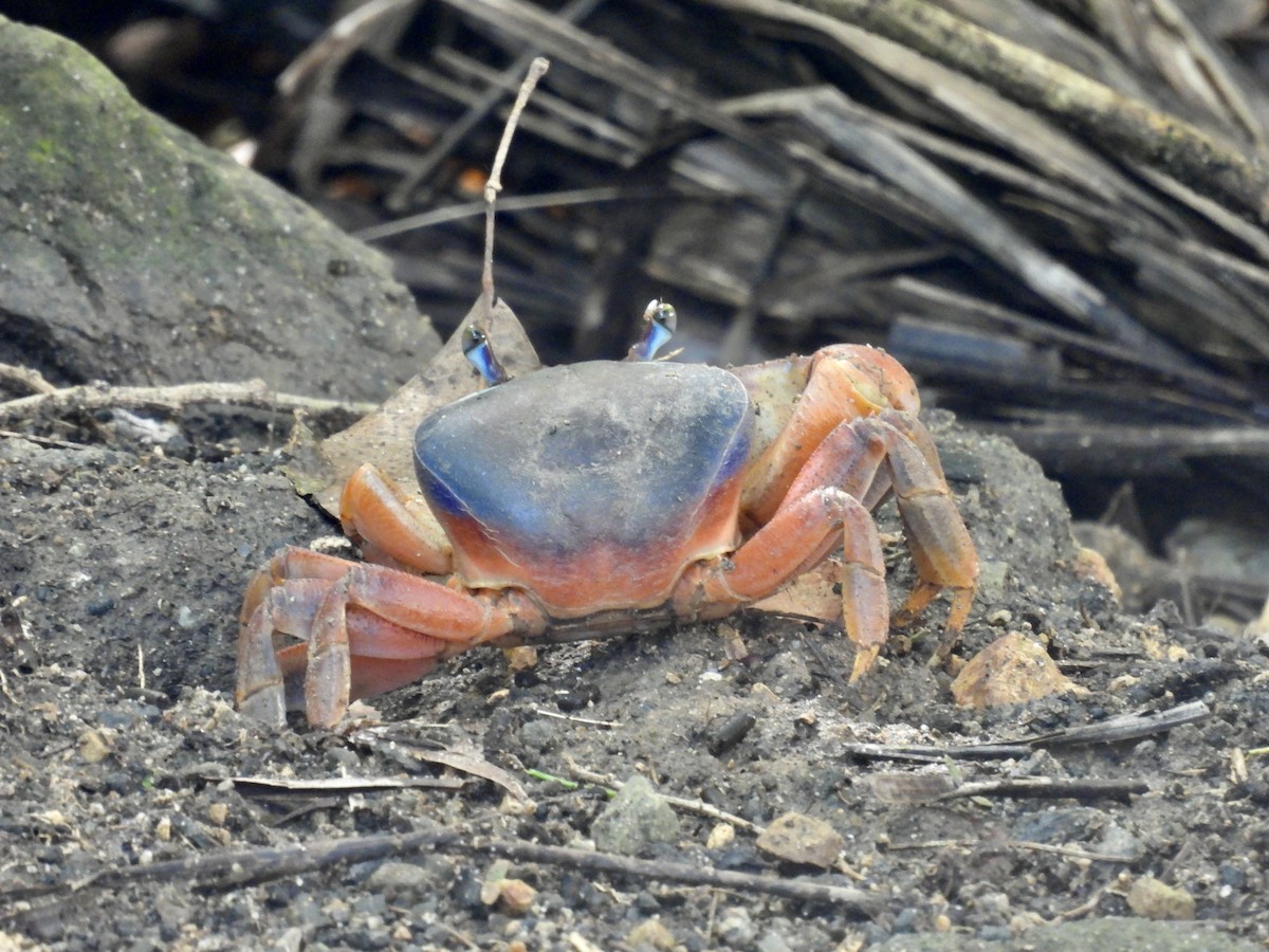 Blackback Land Crab - ML641948072