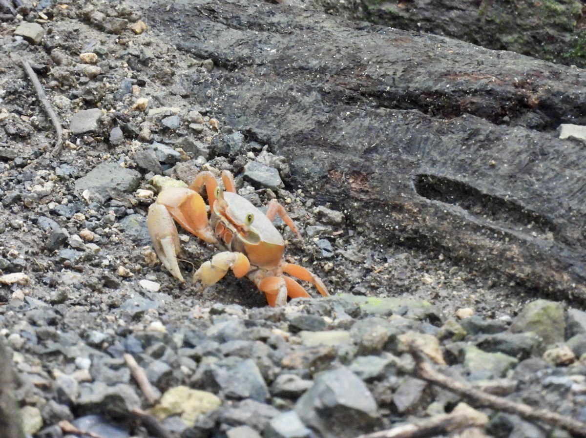 Black Land Crab - ML641948073