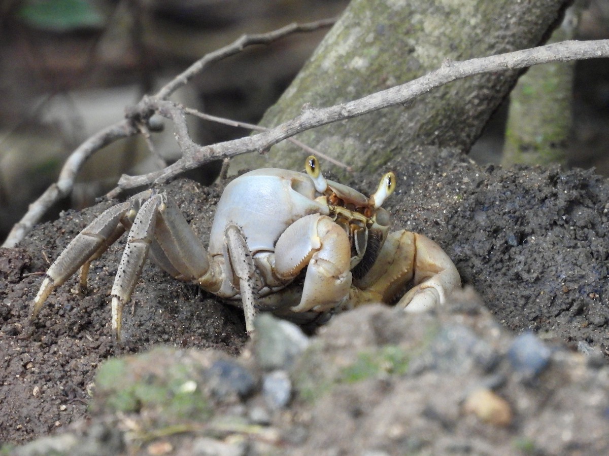 Blackback Land Crab - ML641948076
