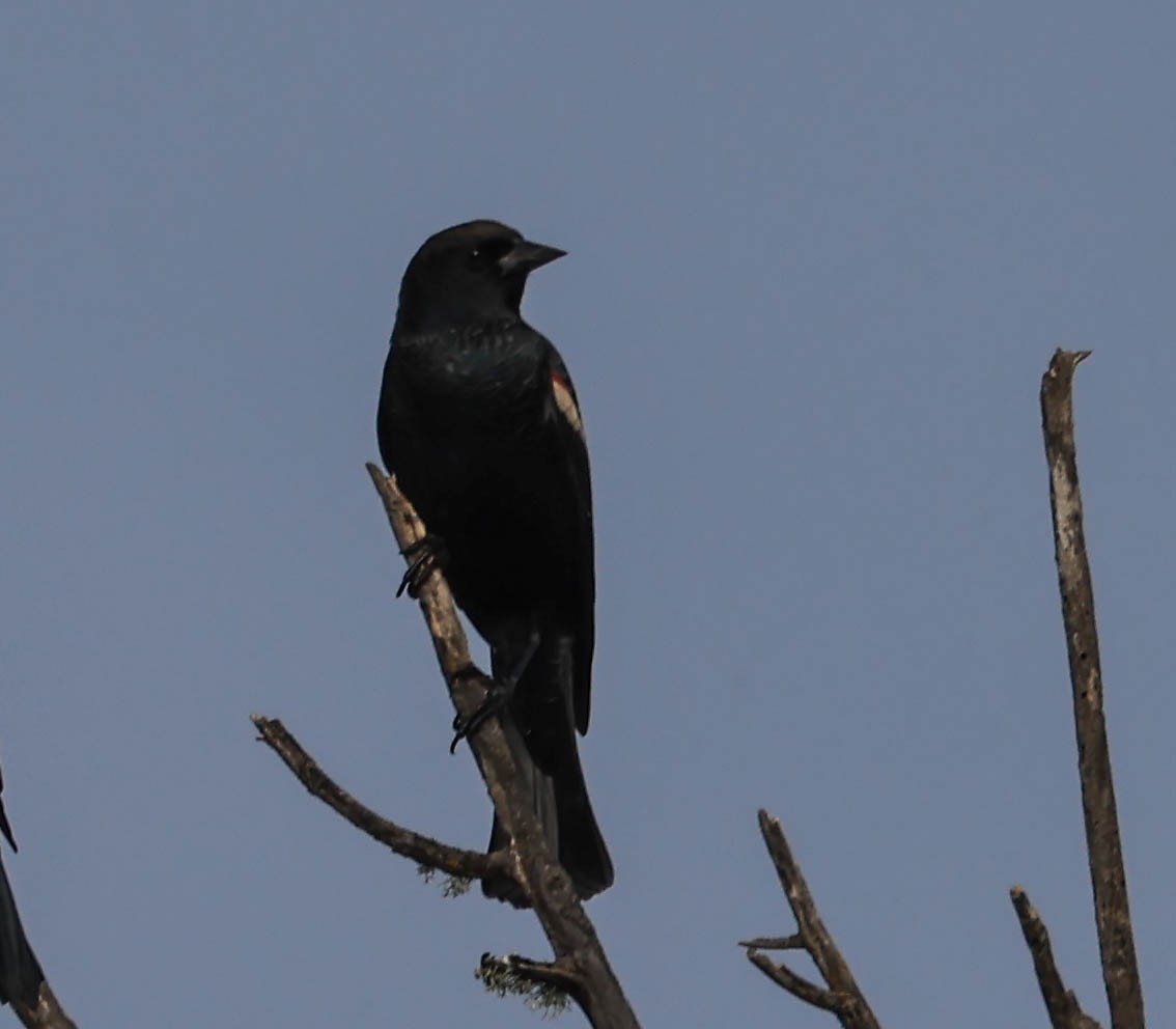 Tricolored Blackbird - ML641948077