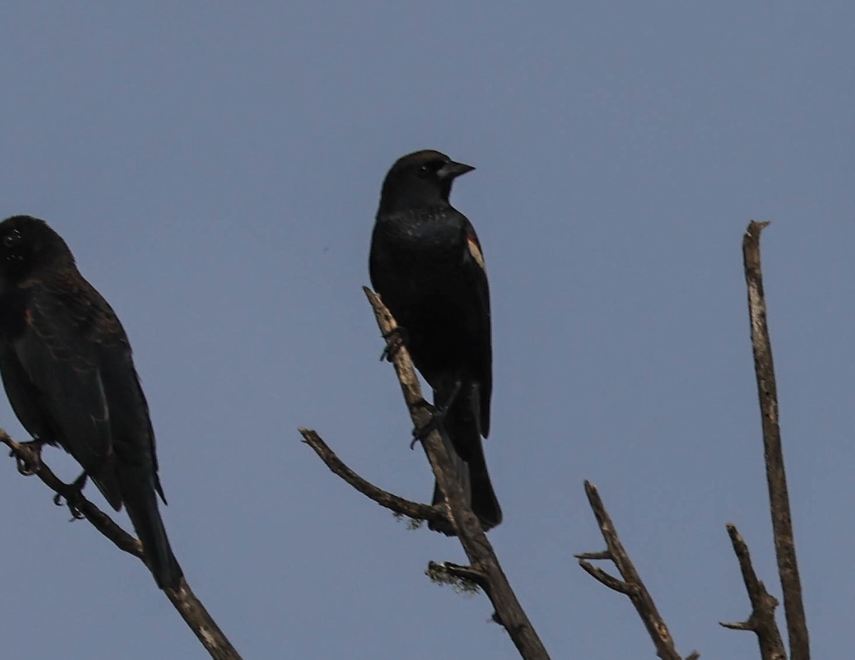 Tricolored Blackbird - ML641948078