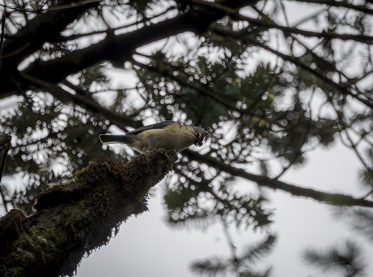 Gray-crested Tit - ML641948084