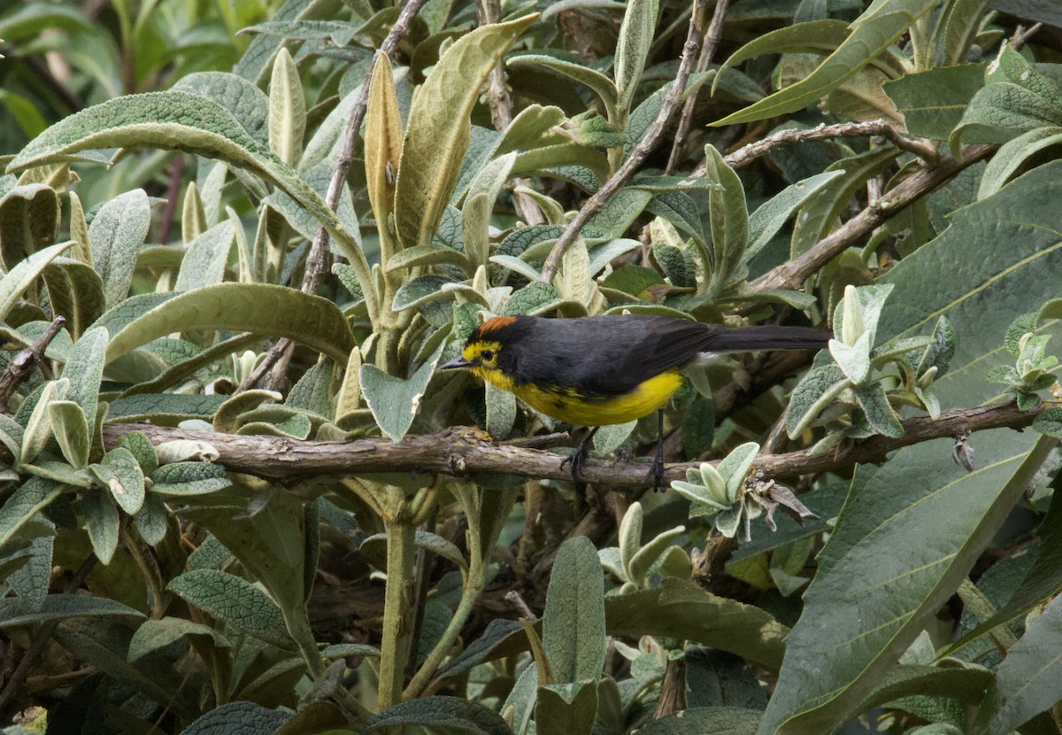 Spectacled Redstart - ML641948090
