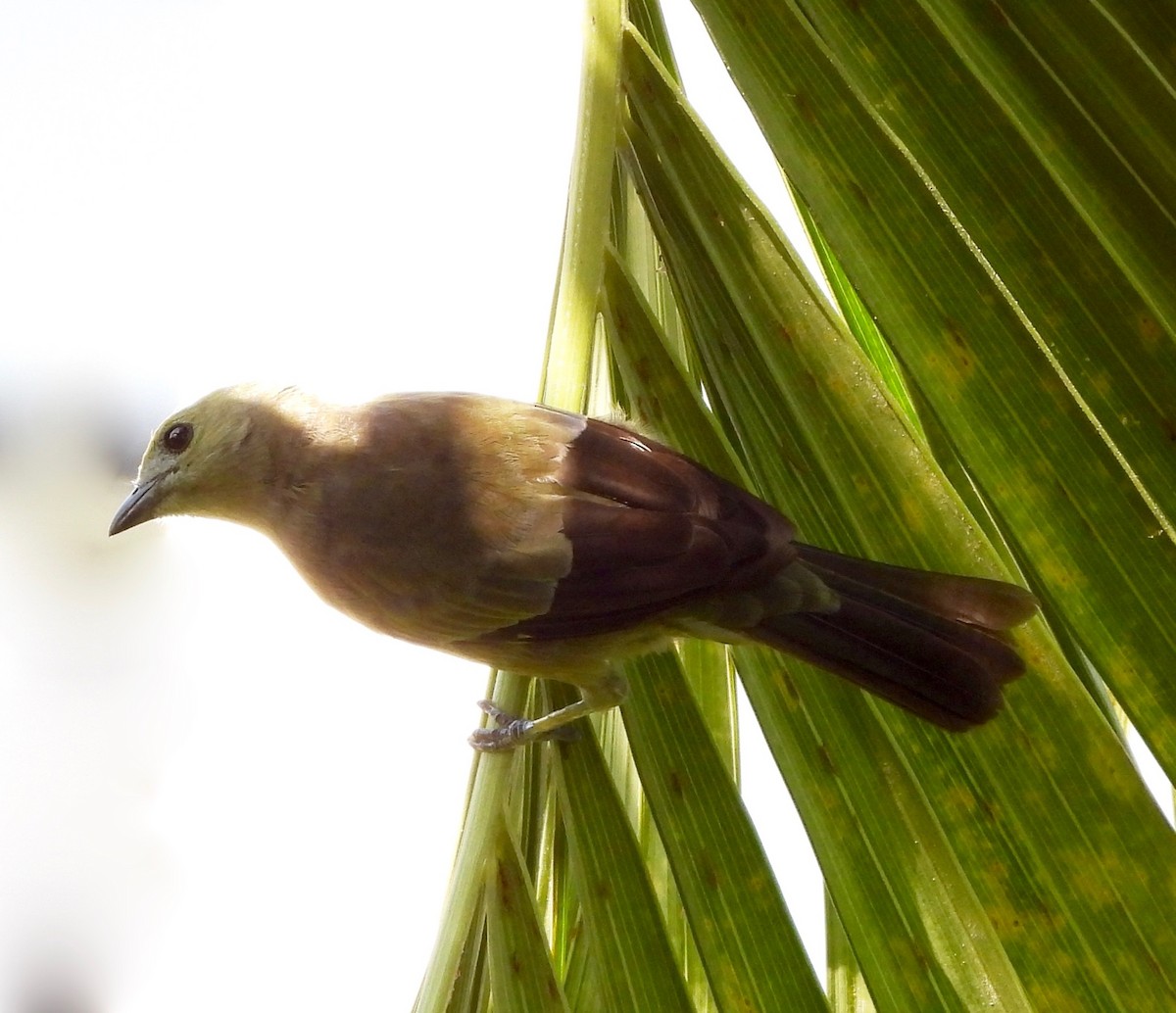 Palm Tanager - ML641948094