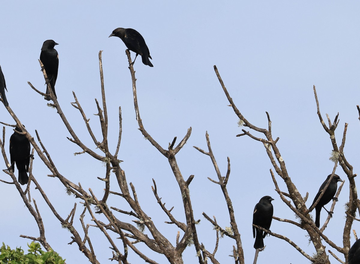 Red-winged Blackbird - ML641948104