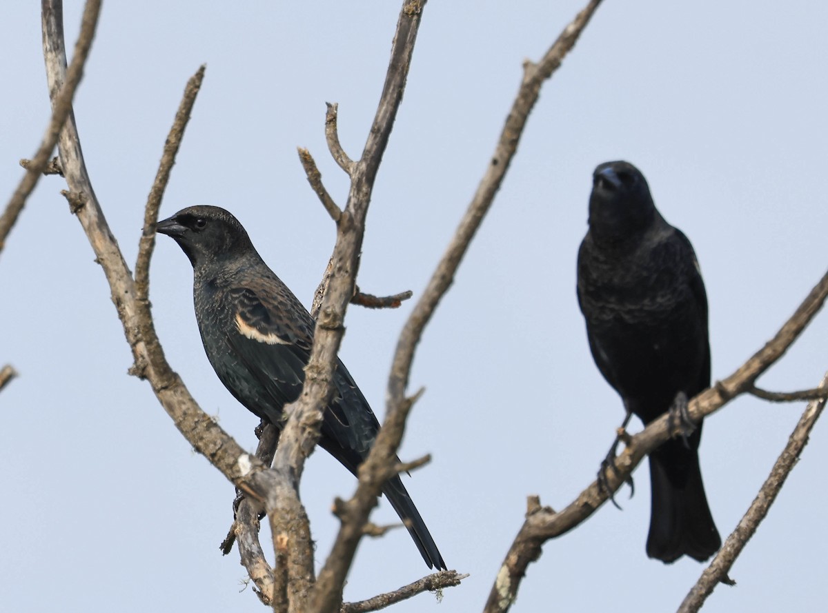 Tricolored Blackbird - ML641948109