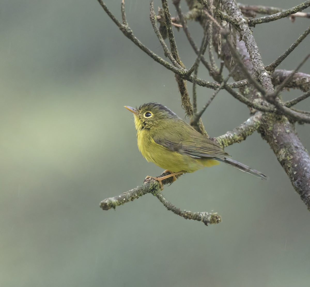 Martens's Warbler - ML641948118