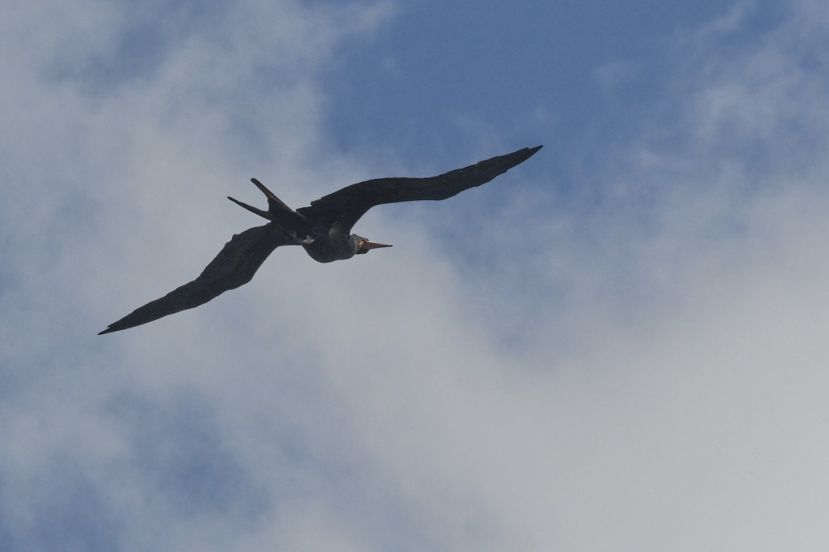 Great Frigatebird - ML641948130