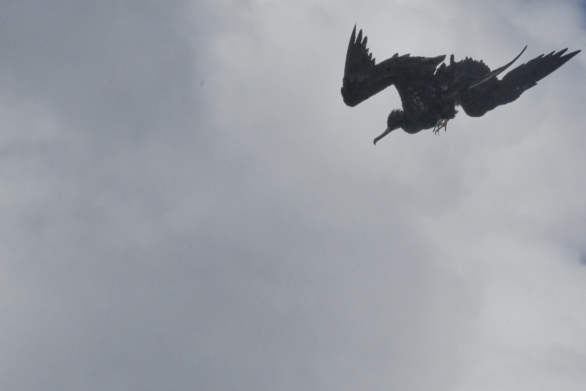 Great Frigatebird - ML641948131
