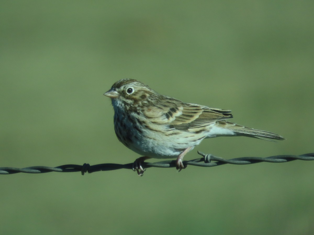 Vesper Sparrow - ML641948137