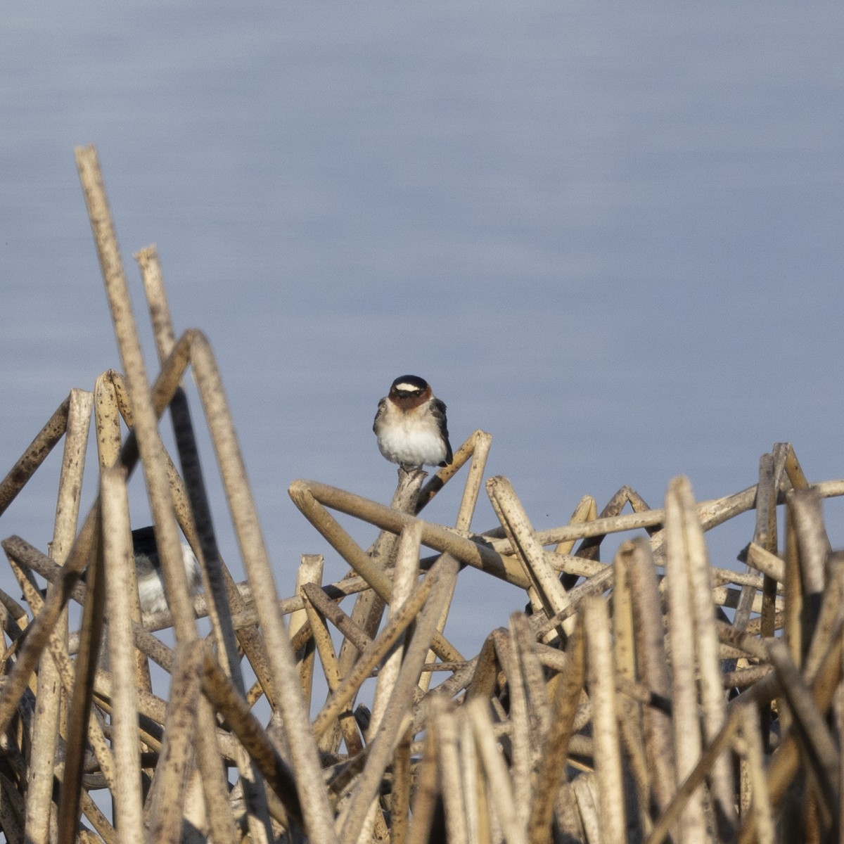 Cliff Swallow - ML641948139
