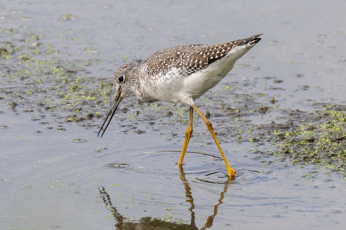Greater Yellowlegs - ML641948141