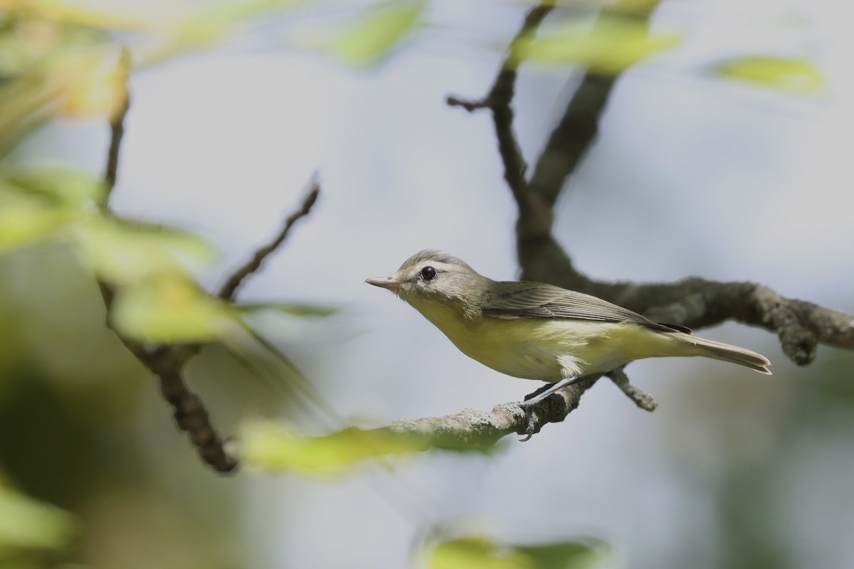 Philadelphia Vireo - ML641948147