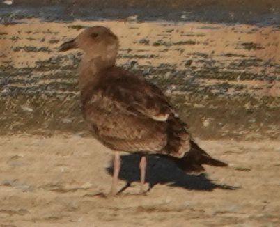 Western Gull - ML641948156