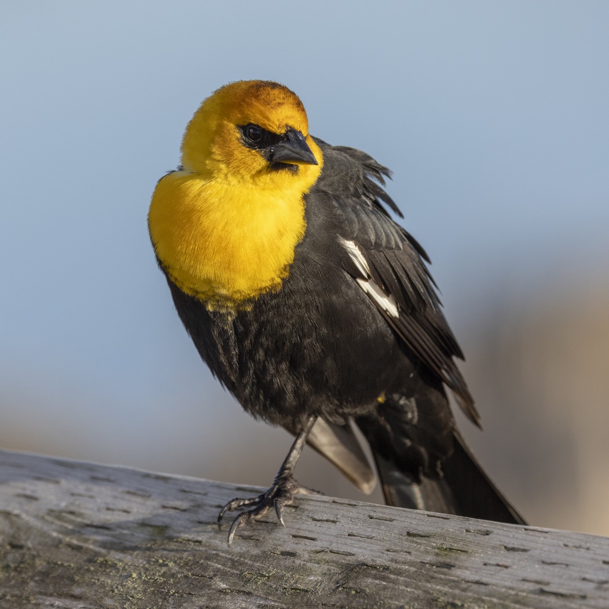 Yellow-headed Blackbird - ML641948161