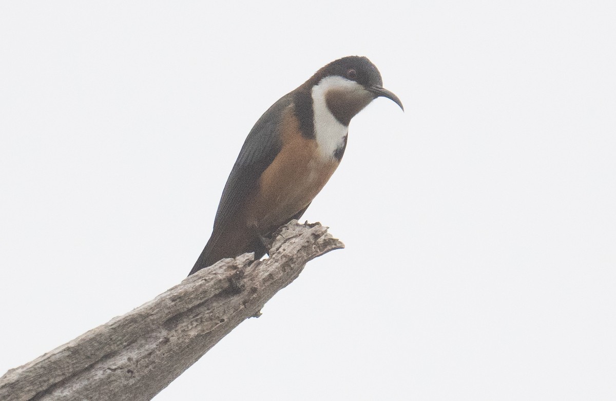Eastern Spinebill - ML641948169