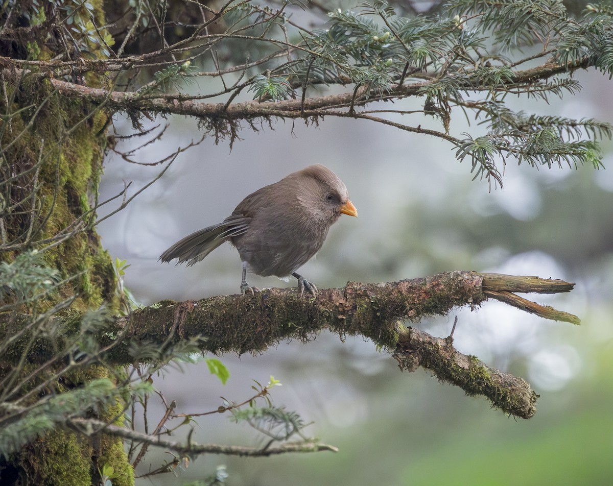Great Parrotbill - ML641948171