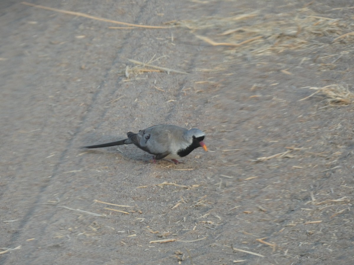 Namaqua Dove - ML641948173