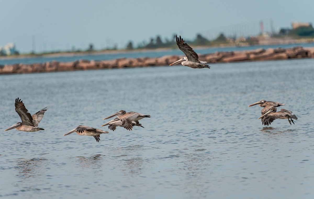 Brown Pelican - ML641948175