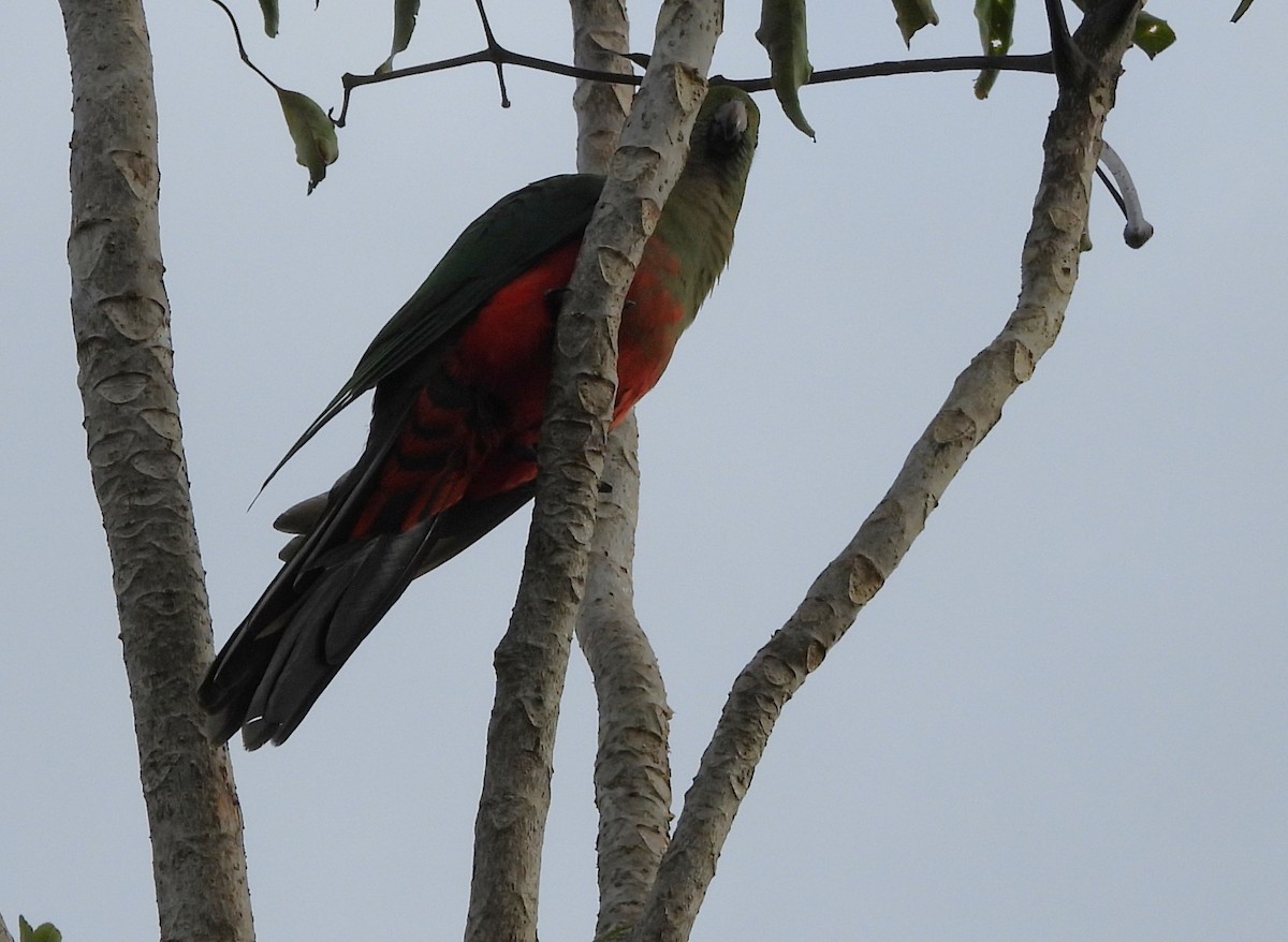 Australian King-Parrot - ML641948181