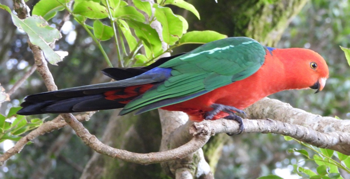 Australian King-Parrot - ML641948182