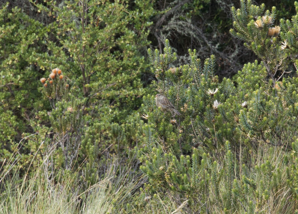Plain-colored Seedeater - ML641948196