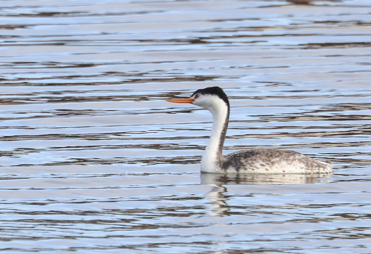 Clark's Grebe - ML641948201