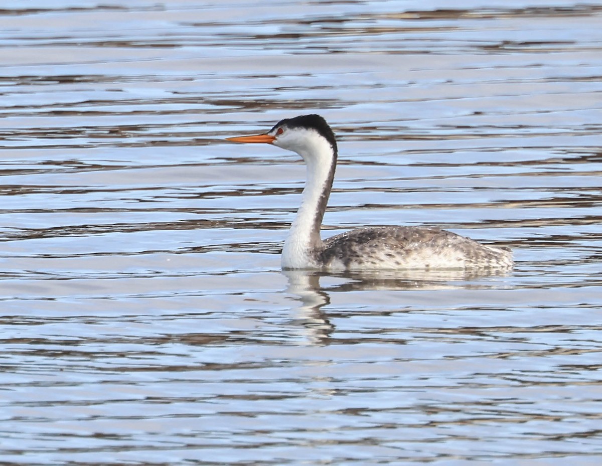 Clark's Grebe - ML641948202