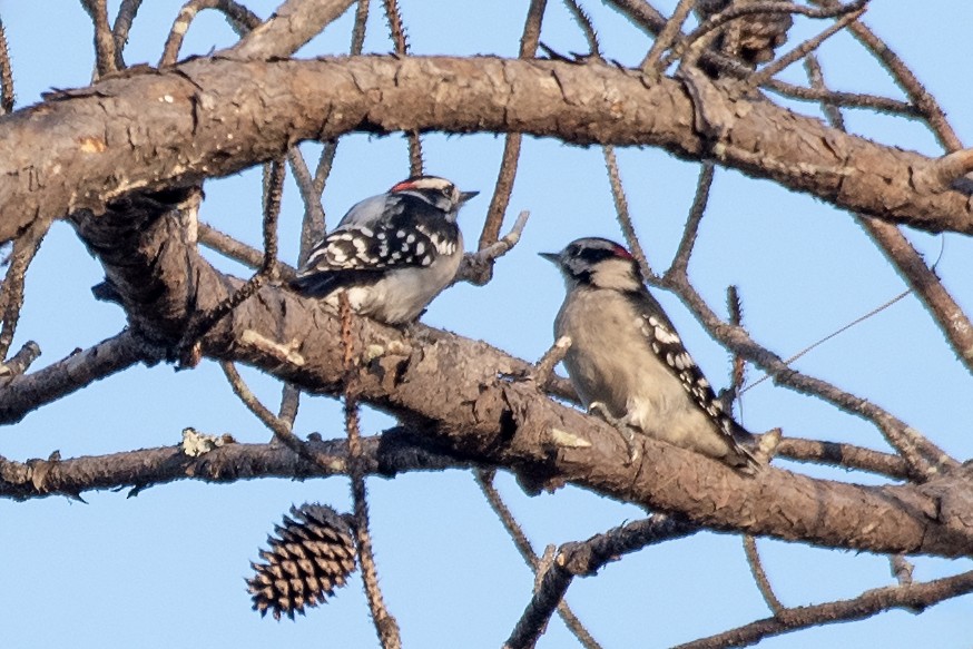 Downy Woodpecker - ML641948206