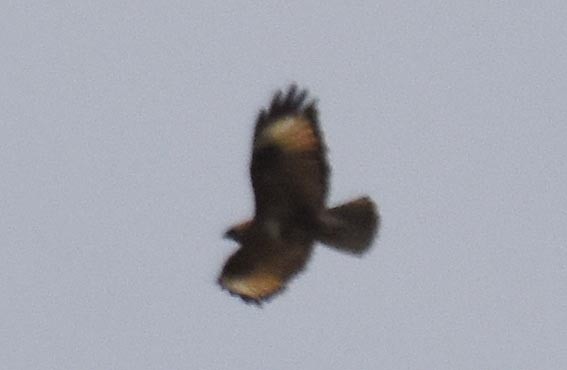 Zapelatz mongoliarra - ML641948207