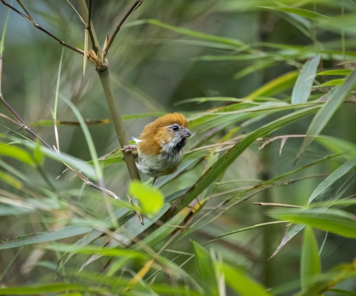 Golden Parrotbill - ML641948211
